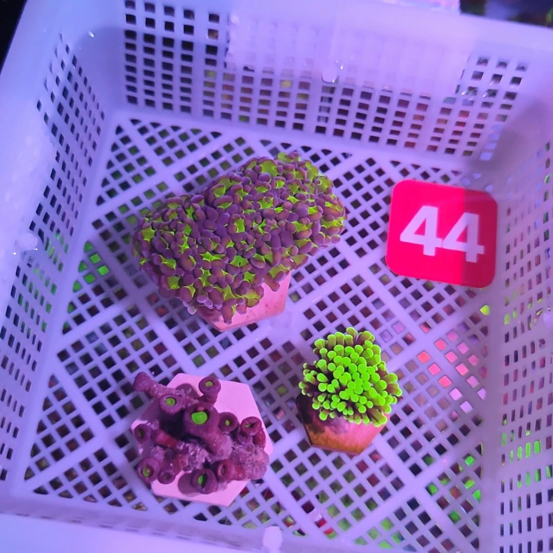 中国大陆44 号矿直播间选货空运