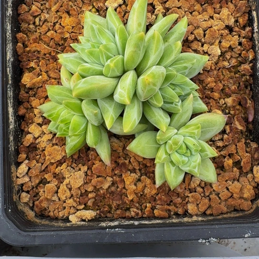 美人杂交 一物一拍