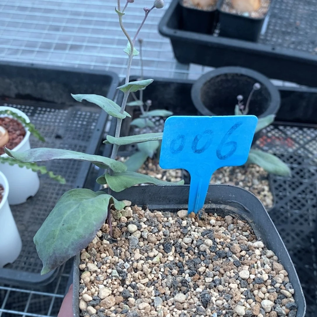 大碗后墩菊多肉植物