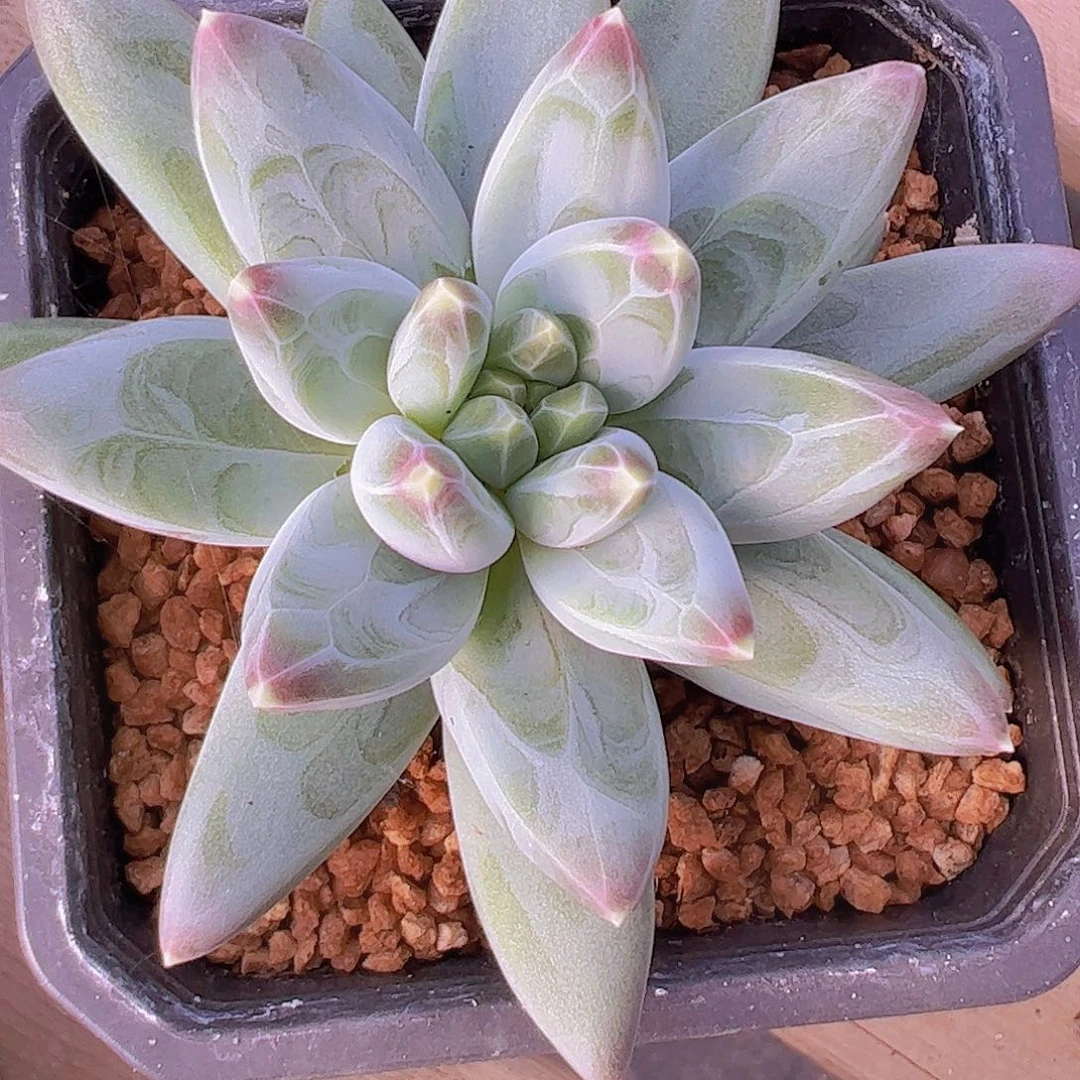 暗纹美人单头111111