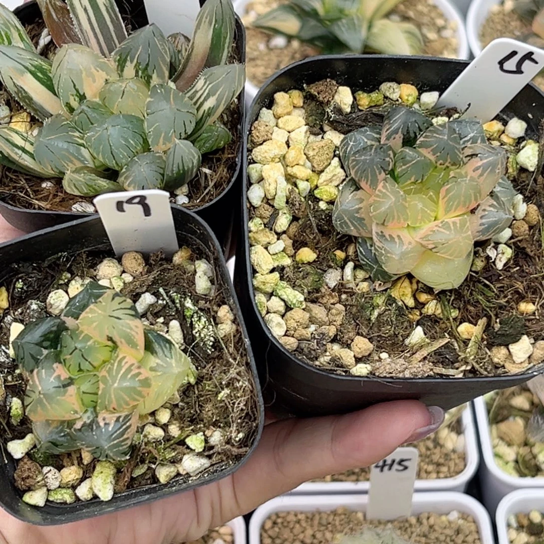 齐***939/15/19三颗十二卷多肉