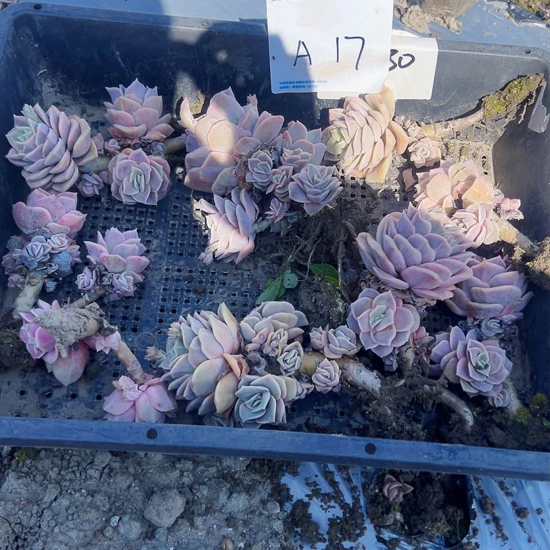 ?***?a17不售后9颗可爱玫瑰