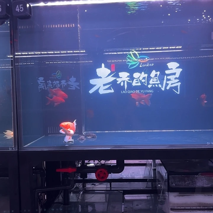 奥****蝴蝶鲤45号缸条蝴蝶鲤