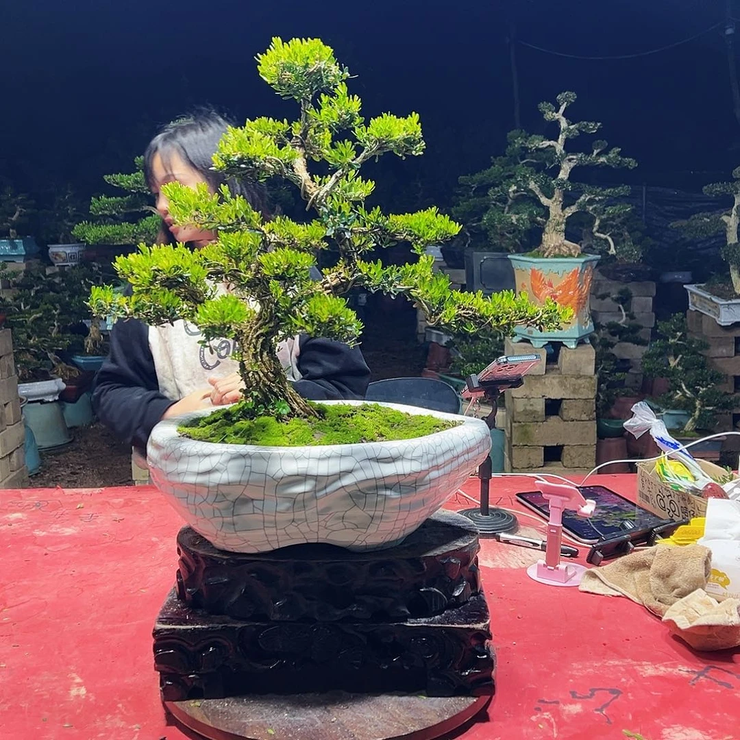 当前无花朵，栽培后可花朵