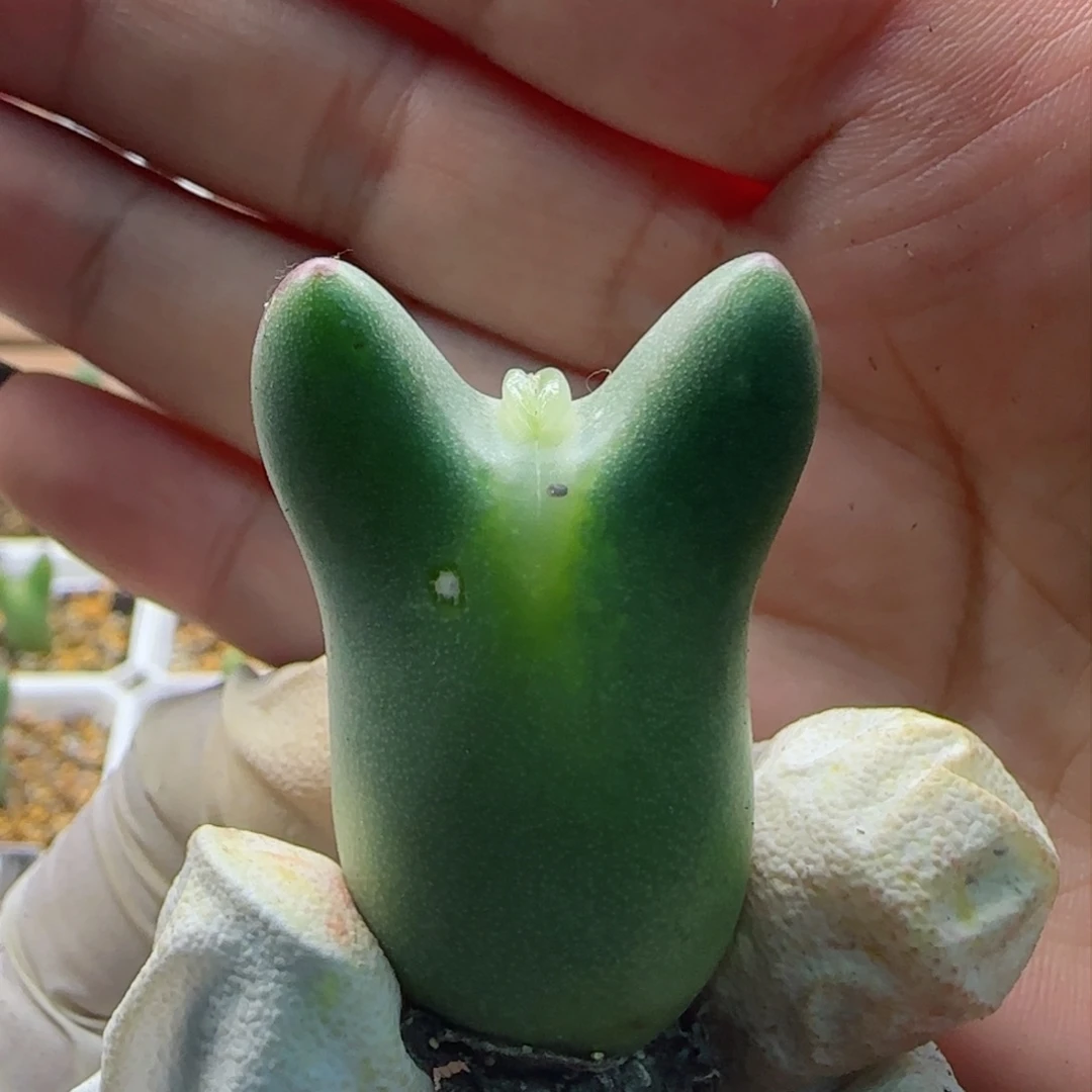 2-16-110上新超美嘟嘟嘴皮卡丘多肉