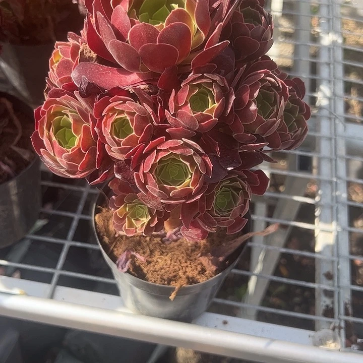 荷兰玫瑰多肉植物精品