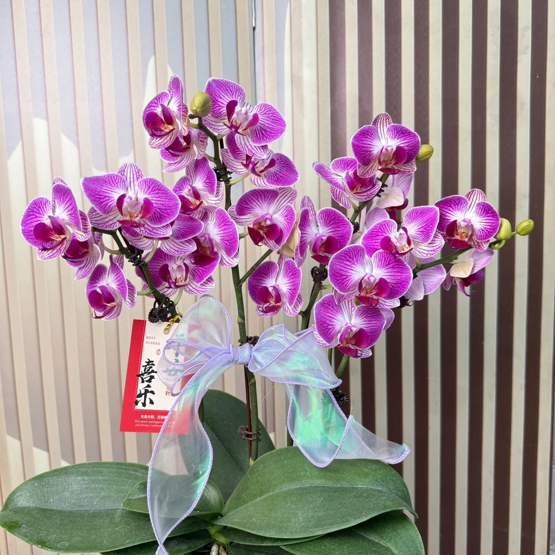 组盆装【天堂鸟】高品质蝴蝶兰 带花带苞发货 6-7个月花期