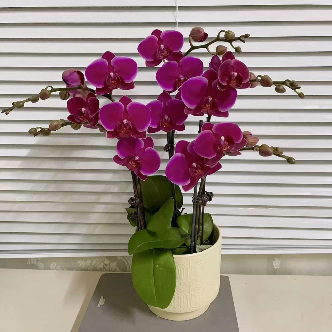 【香山】双花剑 蝴蝶兰 欧品 高端绿植花卉 室内绿植 广州基地直发