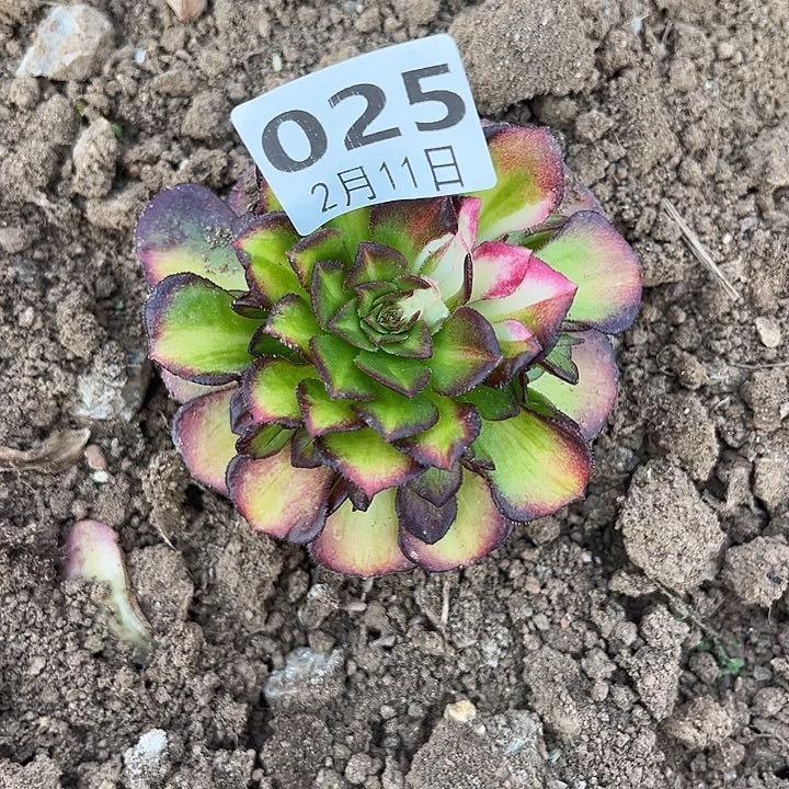 霞*2.11-25海珊瑚多肉2