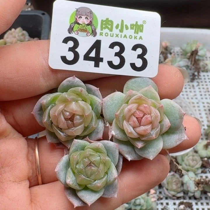 多肉植物多肉植物