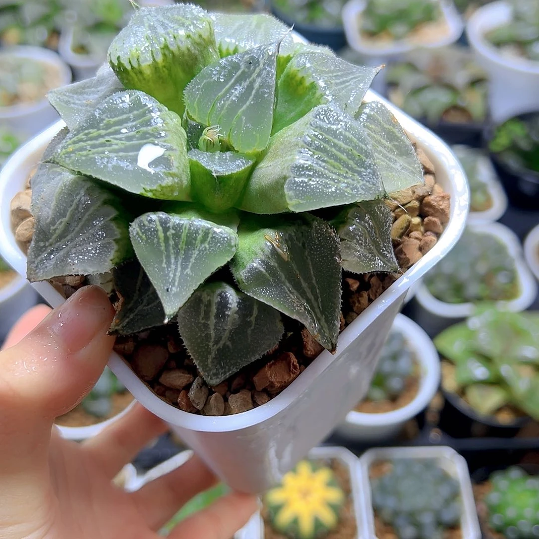 春雷寿母本玉露多肉一颗