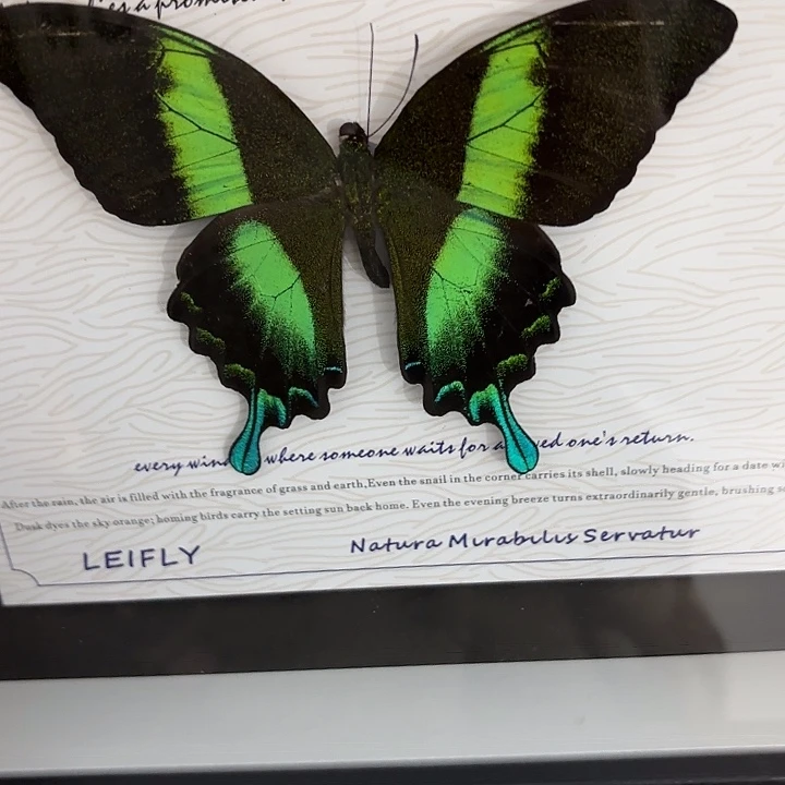 武***山蝴蝶标本定制302@