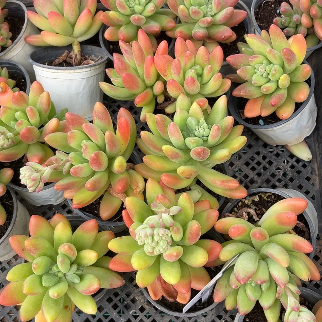 鲸落美人。 量拍。 满18包邮