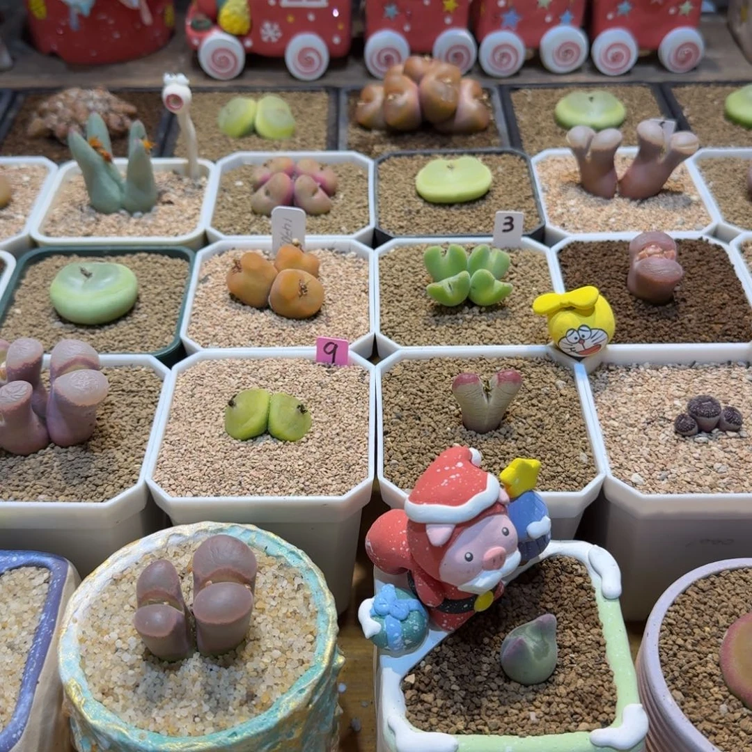 多肉多肉多肉150元链接