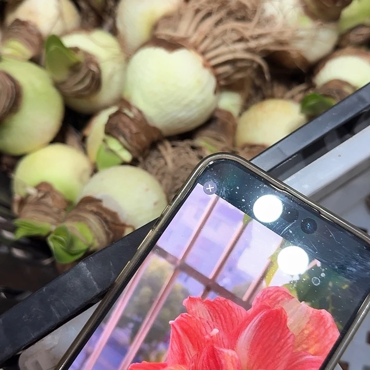 童话故事直径6厘米福利好球一个月开花