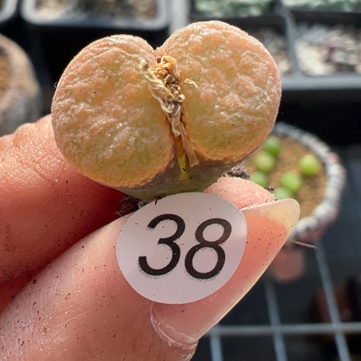 38号双12嗨一天不代表出货价格
