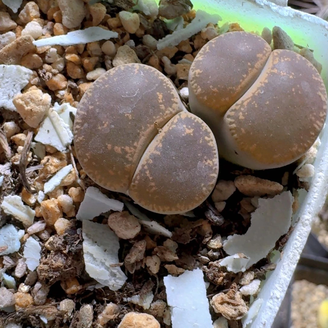 868弁天玉脱土发货