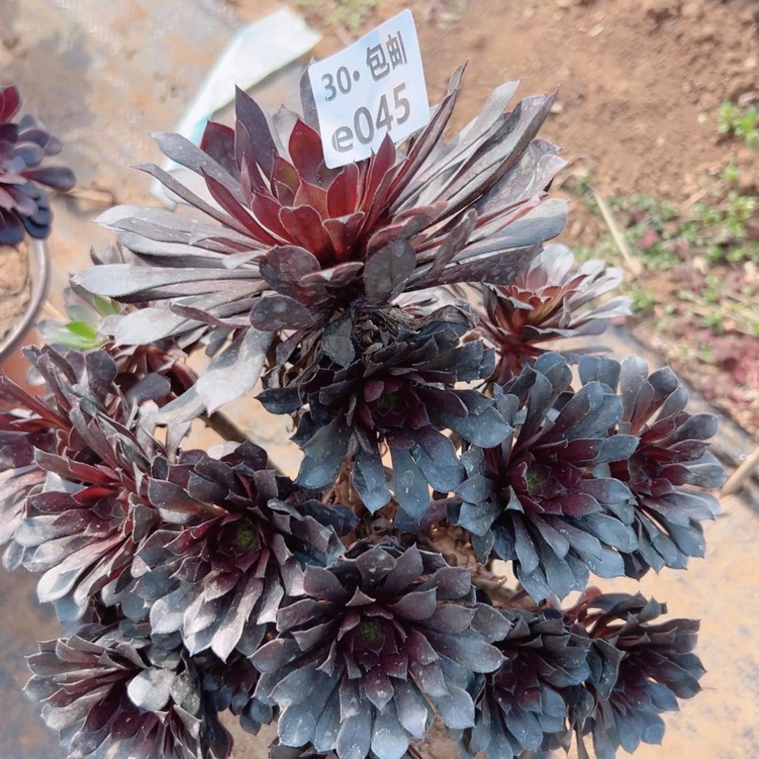 045高级灰多肉法师