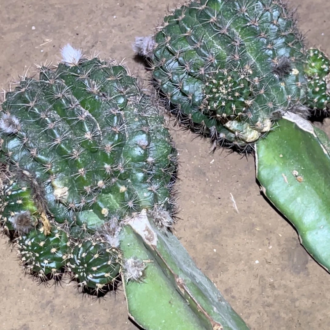 丽花 光环 嫁接 无根