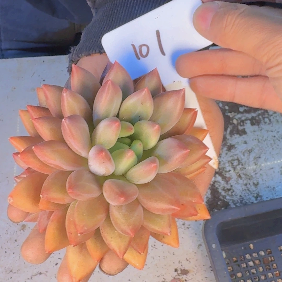 多肉植物和植物等植物