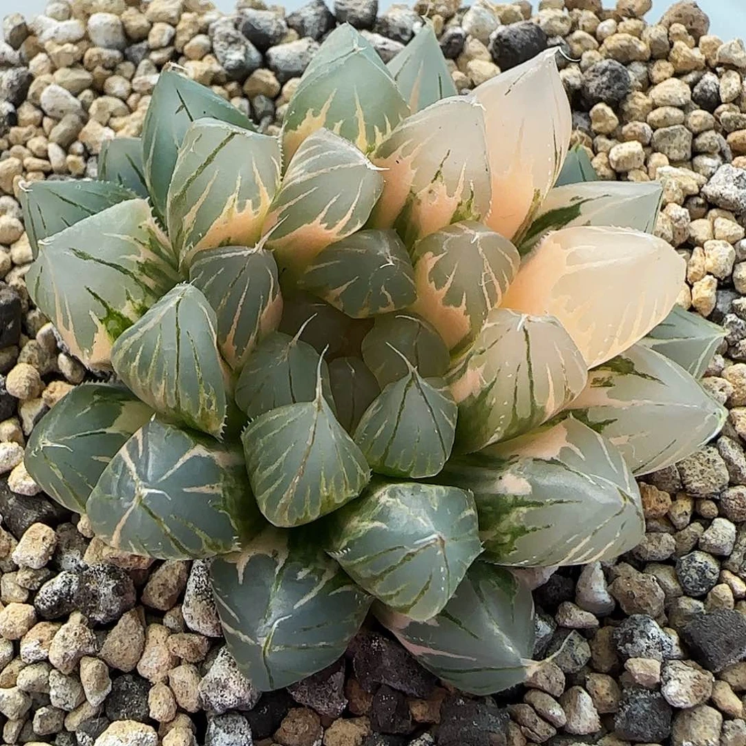403号霓虹灯5.3左右一物一拍带盆土