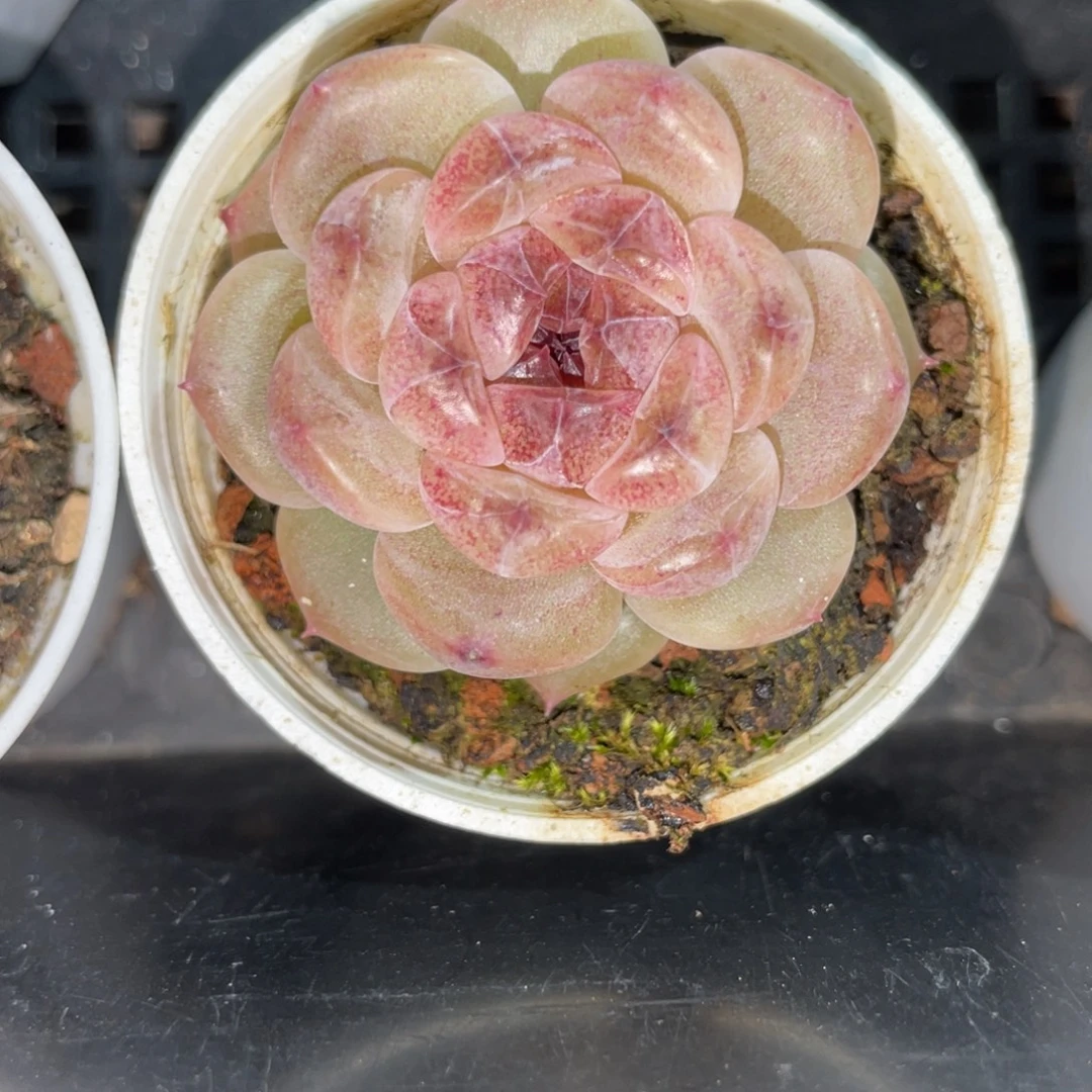 Z1264恶魔珍妮独家