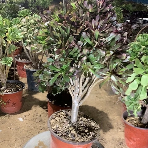 灰法师多肉植物法师42