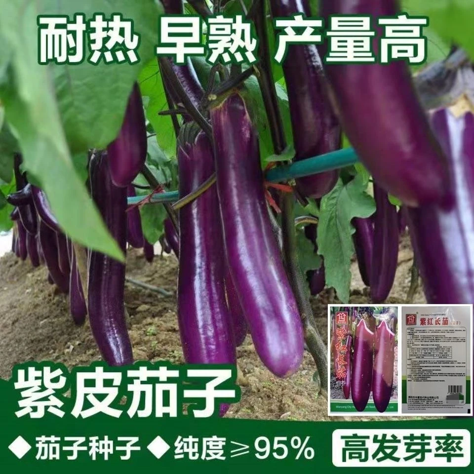 紫红长茄种子长茄子种子春夏季阳台盆载四季农家蔬菜春季种子大全