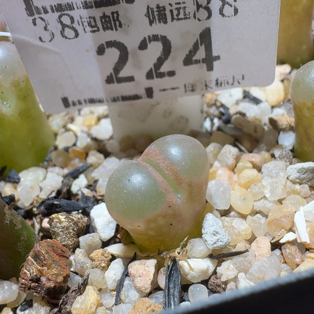 S精品系列便宜了224