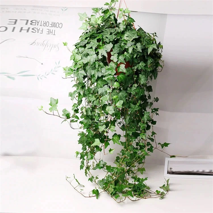 【朴卉】常春藤 盆栽室内垂吊植物好养绿植净化空气四季常青长青藤