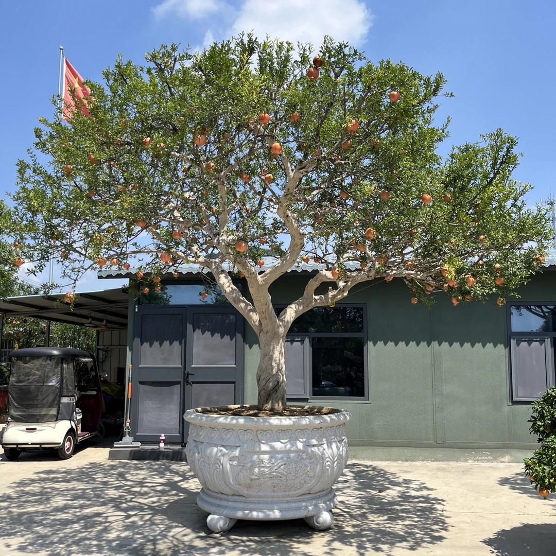 庭院大红袍盆景地景   直播间实物展示一物一拍植物盆栽