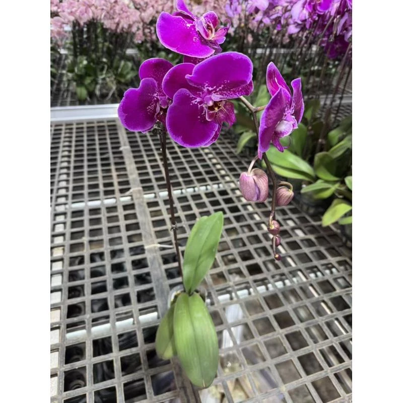 VRGD蝴蝶兰【天后一号】室内精品花卉昆明基地直发