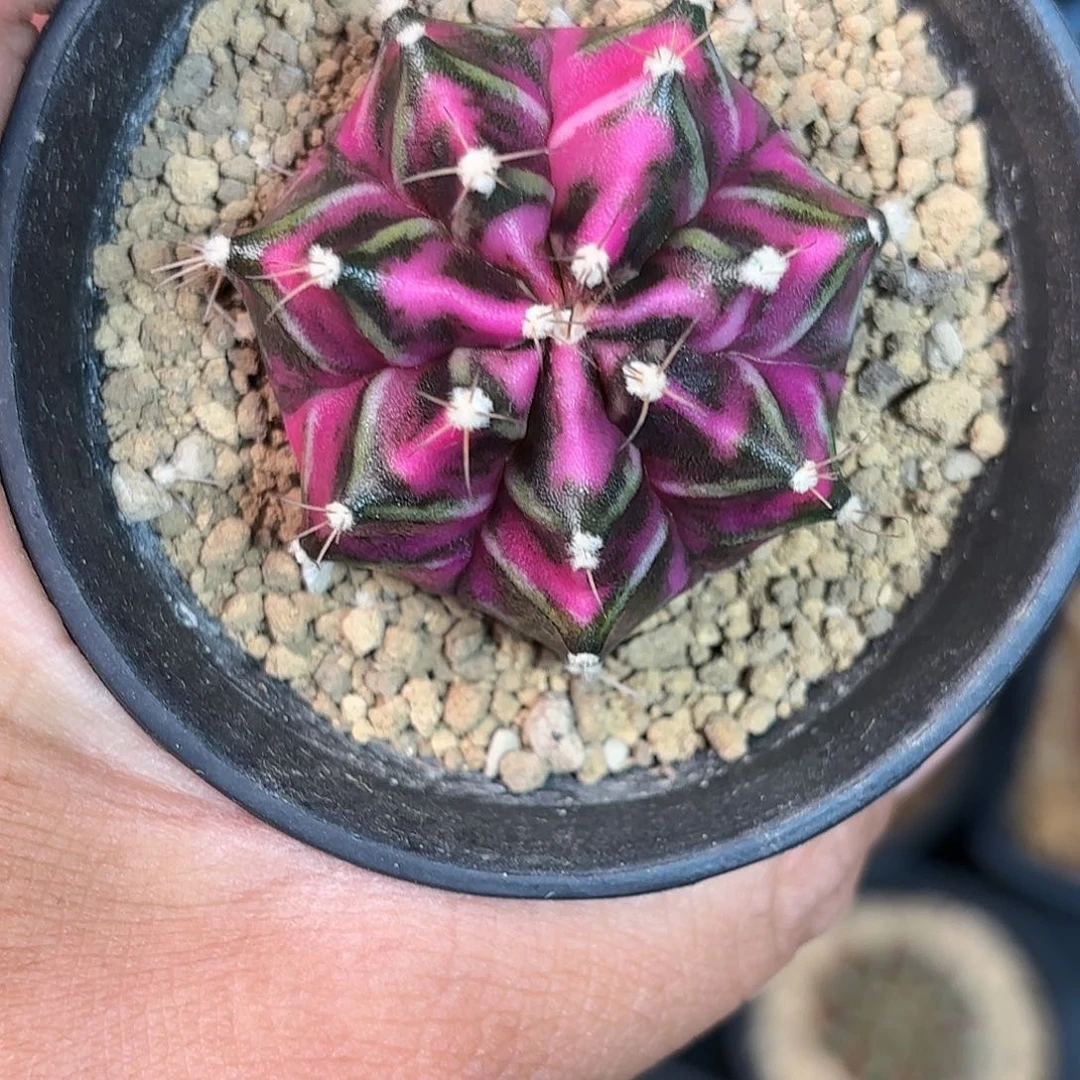 泰系米哈仙人球603