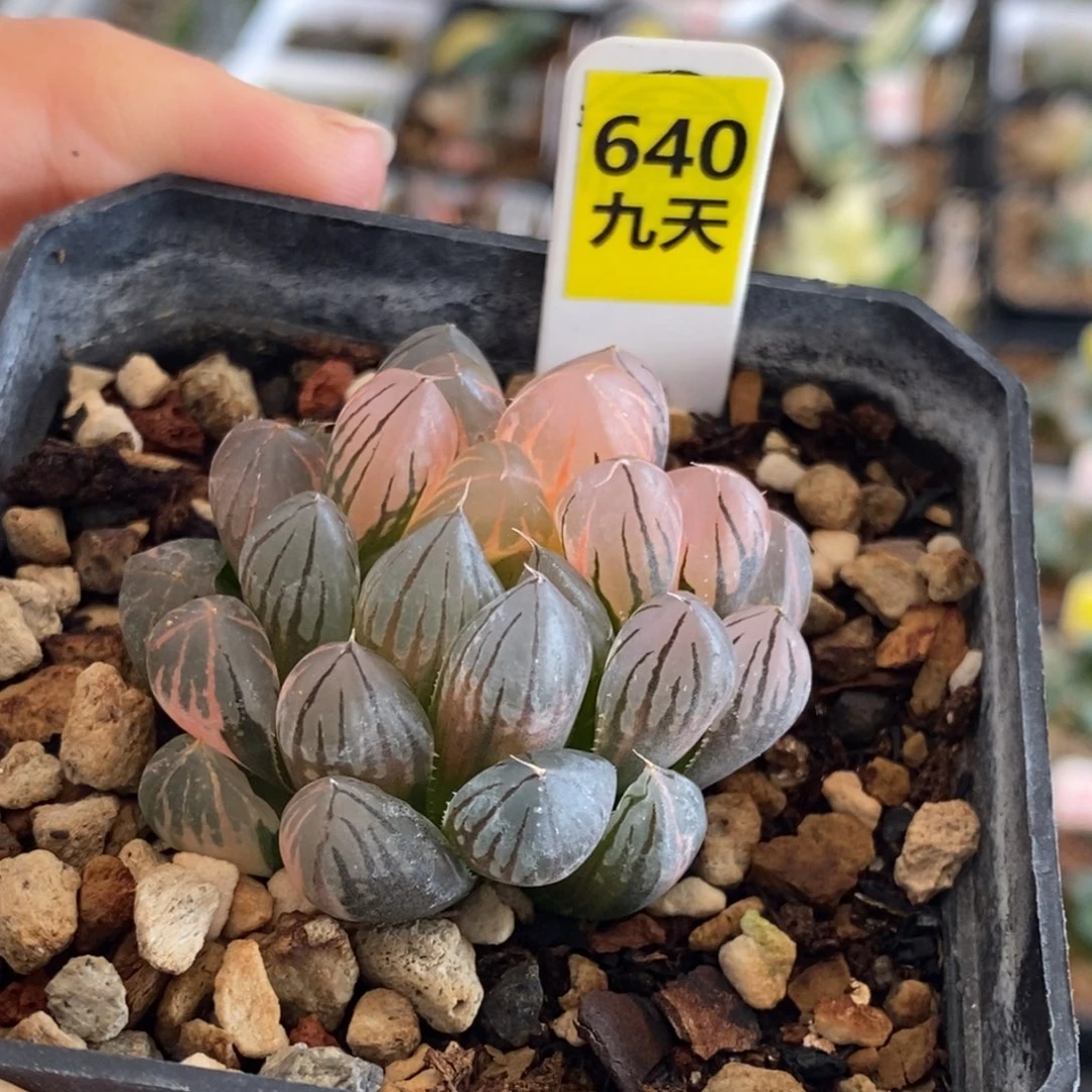 640号霓虹灯玉露锦