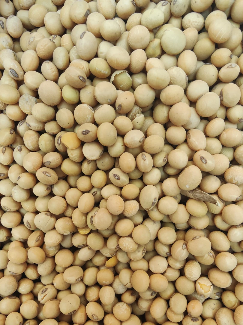农家无硫黄豆打豆浆