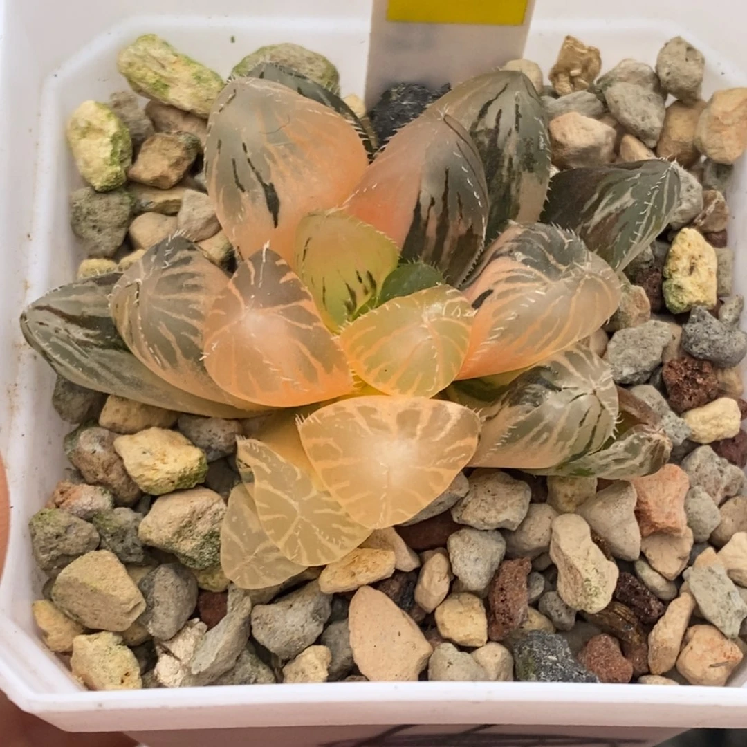 462号巨大赤线玉露锦