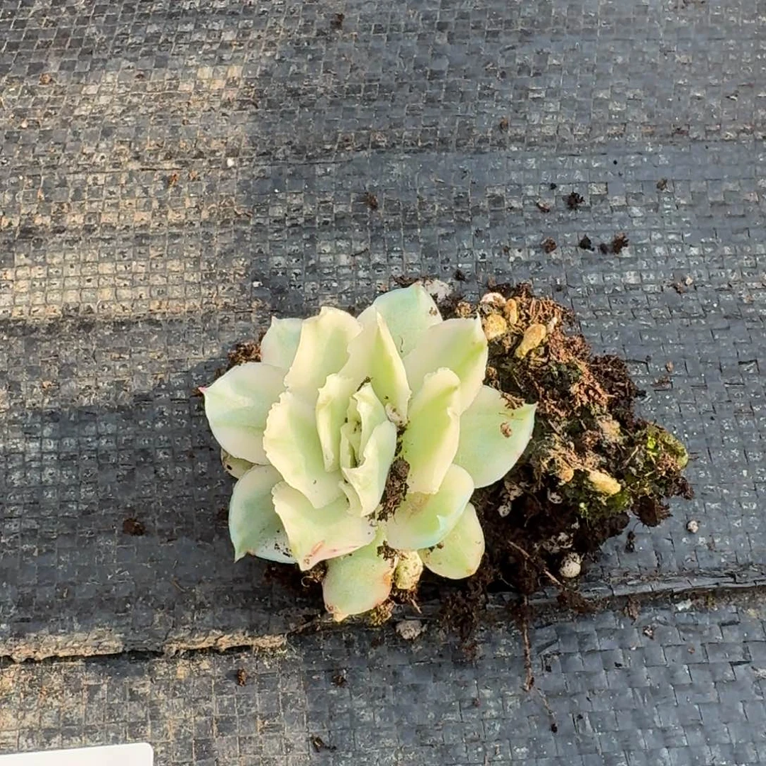 紫蝴蝶锦一颗量拍15-223