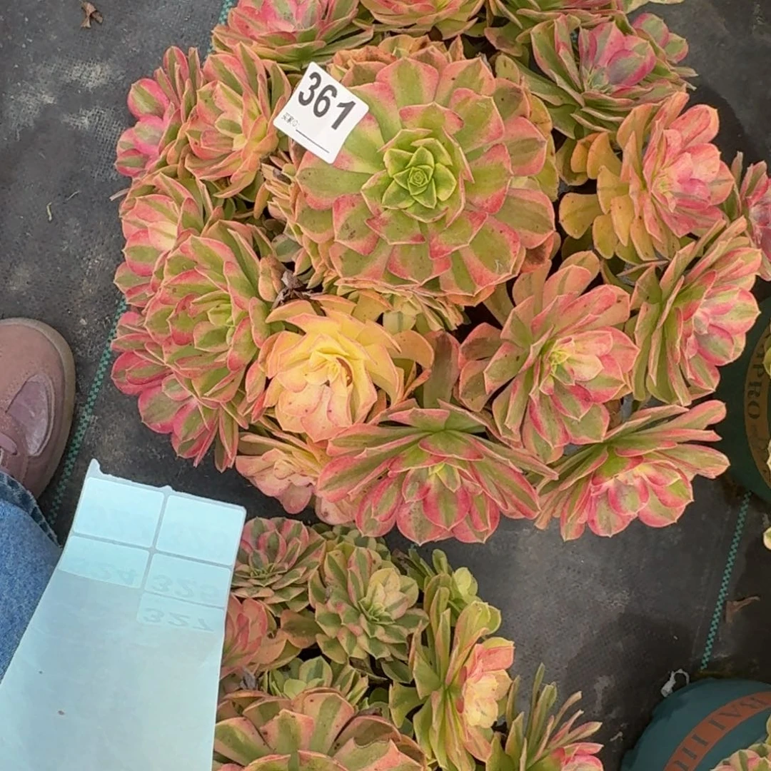 361超级大雨河多肉植物