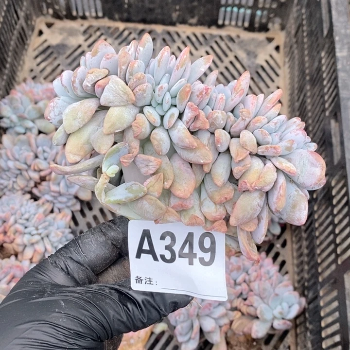 水***恋349粉兔缀哇哇哇哇哇哇