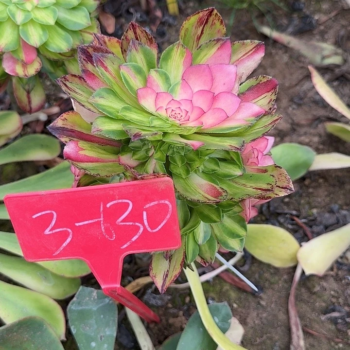 3+630知否多肉法师