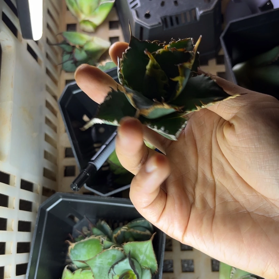 龙舌兰仁王冠芽子