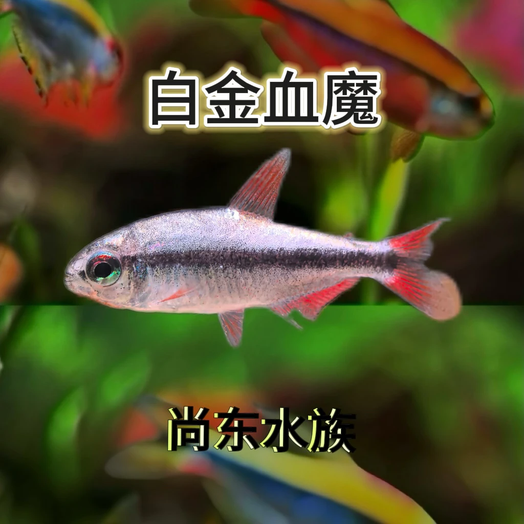 【尚东水族】白金血魔
