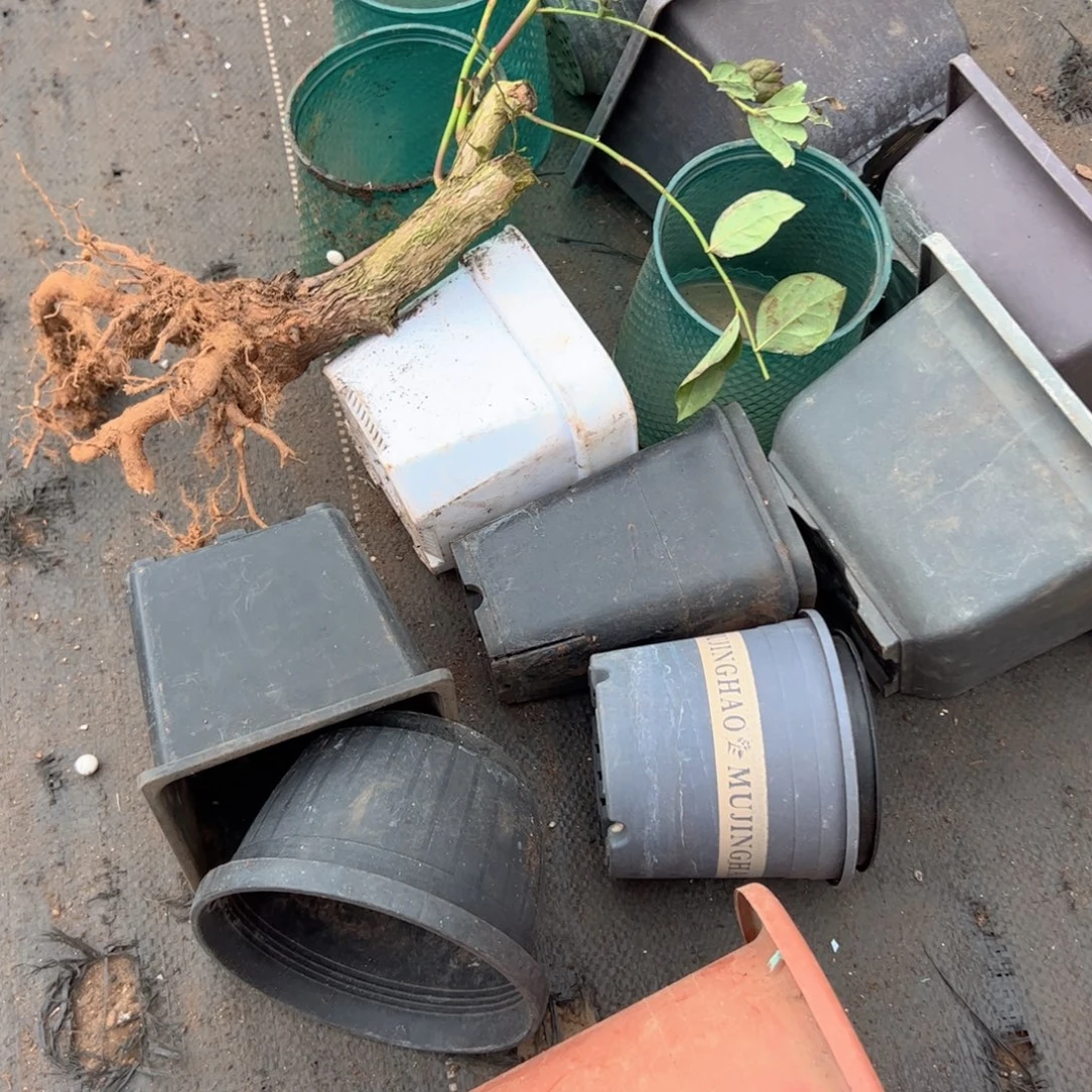 一大堆乱七八糟的盆和树 打包