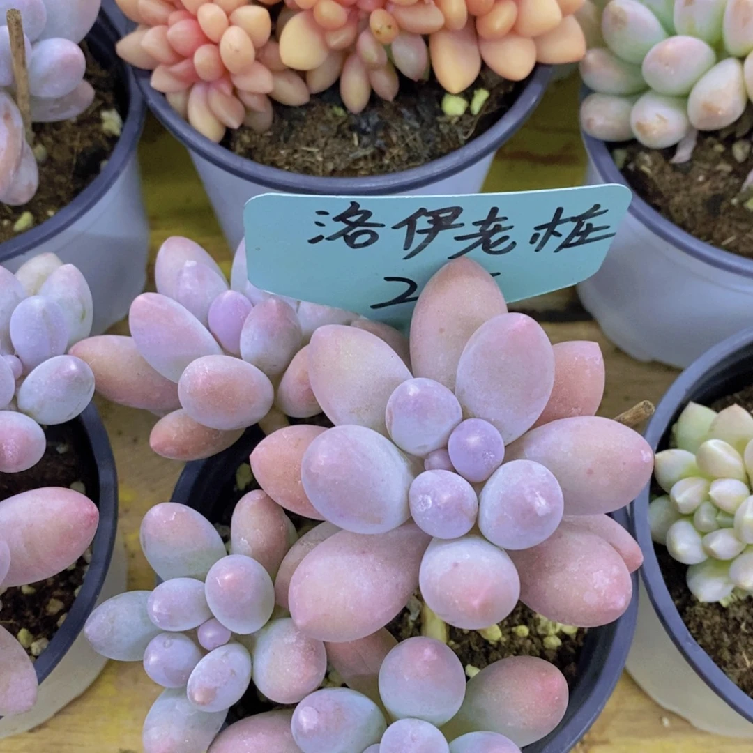 双十一晚间场，11.10