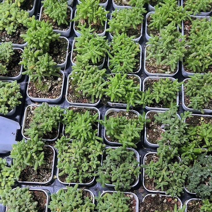 糖球枝干19包邮多肉植物