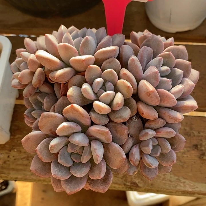 不知名255号直播福利