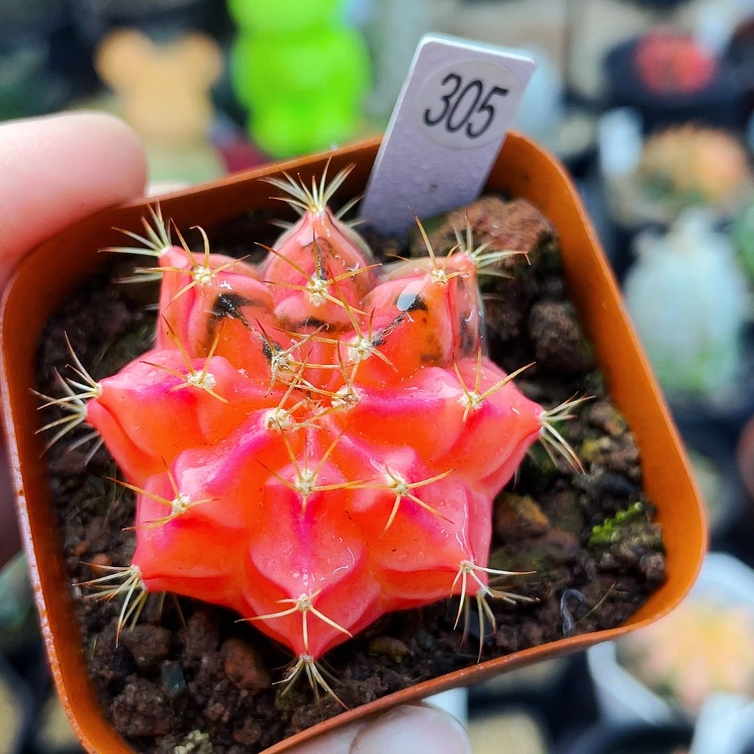 非偏远地区满25包邮仙人球