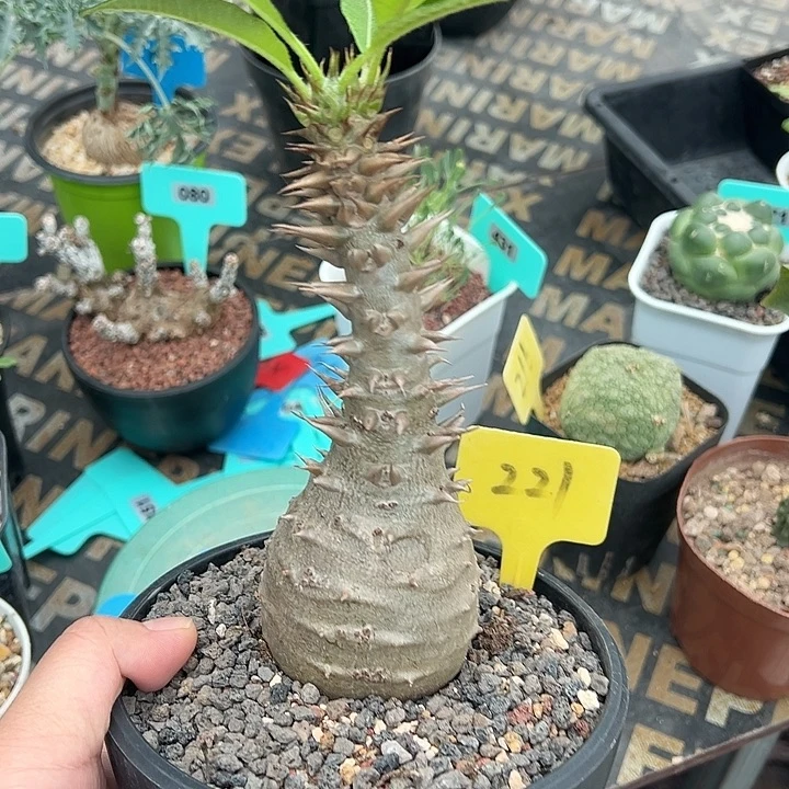 温莎甁干多肉植物221