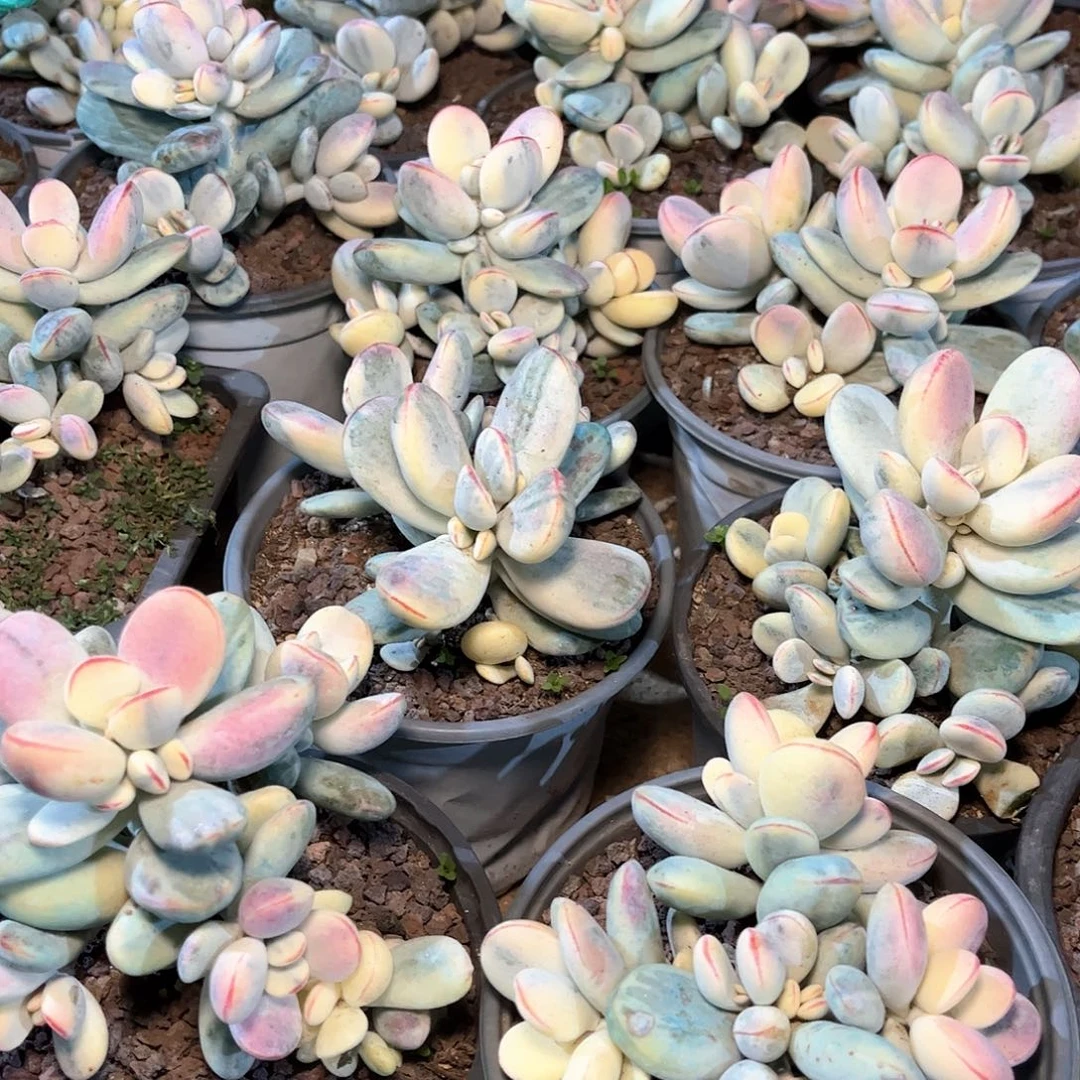 乒乓福娘锦多肉一颗15.88