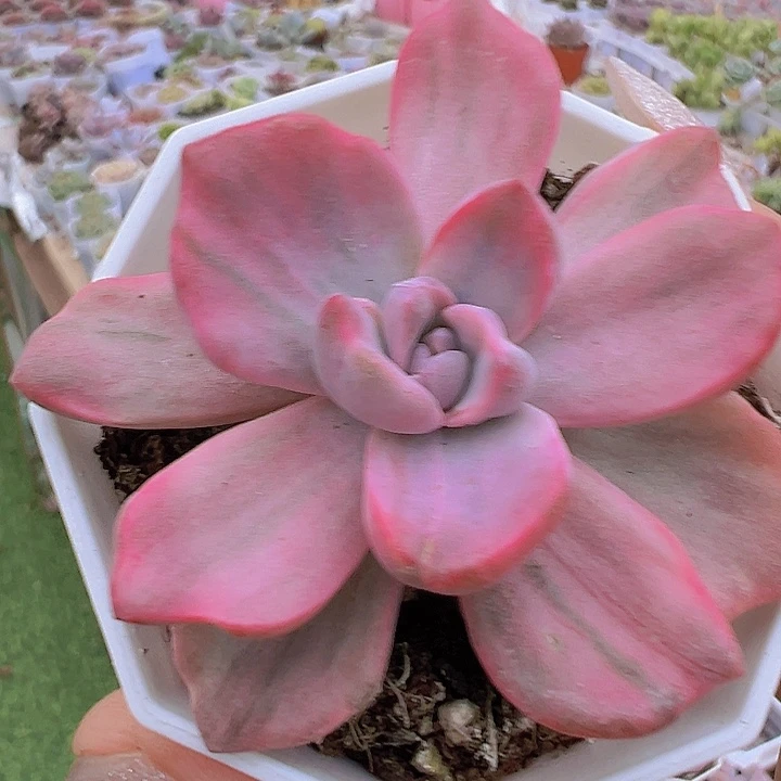 彩虹糖锦19包邮多肉
